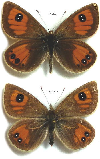 Argyrophenga janitae