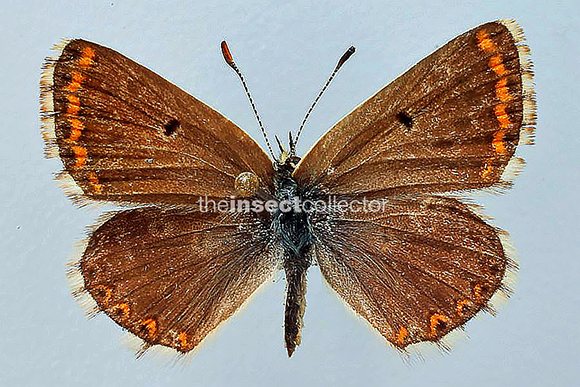 Aricia (Ultraaricia) anteros