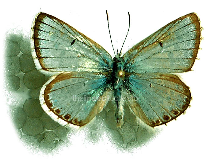 Aricia (Ultraaricia) anteros