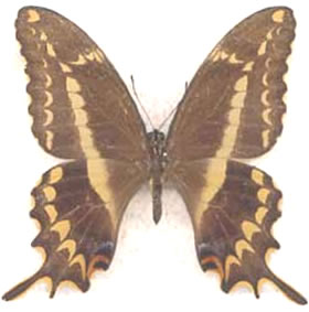 Papilio aristodemus 