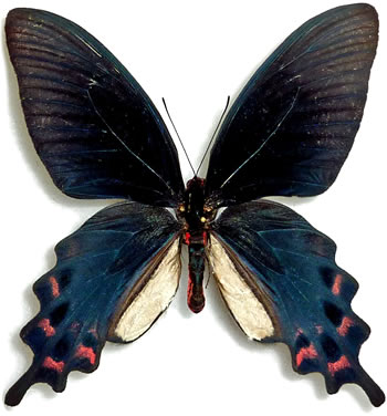 Atrophaneura (Byasa) laos