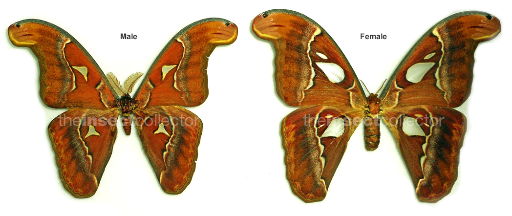 Attacus inopinatus 