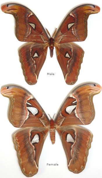 Attacus lemairei