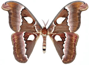 Attacus suparmani