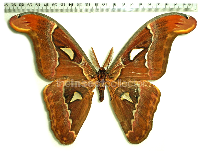 Attacus suparmani