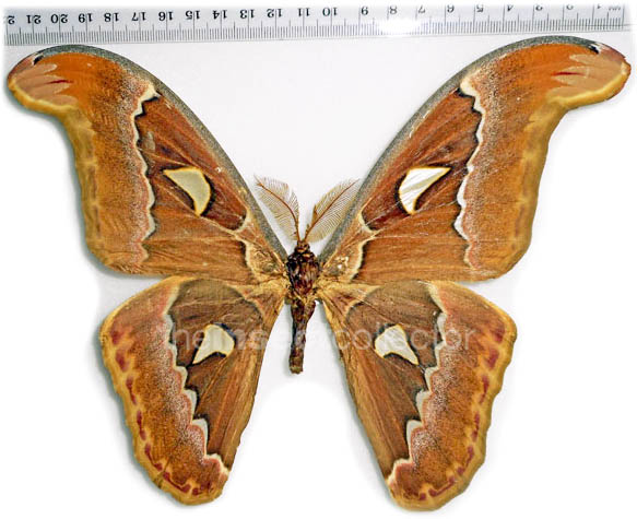 Attacus suparmani