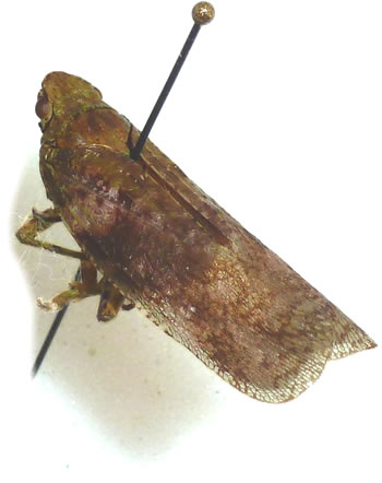 Auchennorrhyncha sp.1 