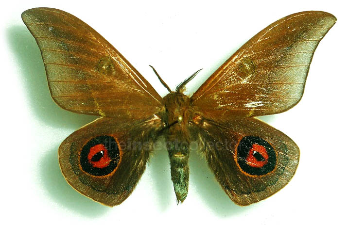 Automeris janeira