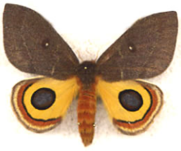 Automeris oberthurii 