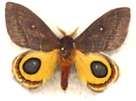 Automeris oberthurii 