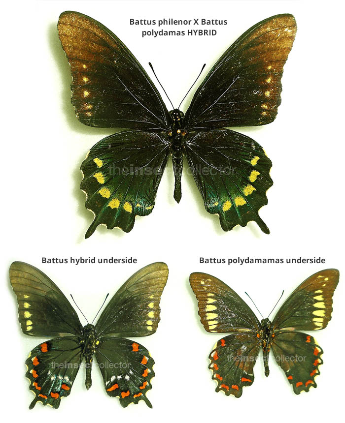 Battus philenor X Battus polydamas