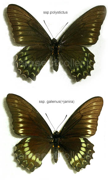 Battus polystictus