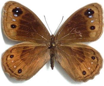 Berberia lambessanus 