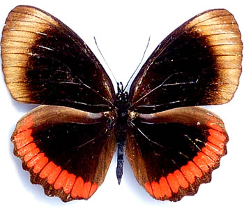 Biblis hyperbia 