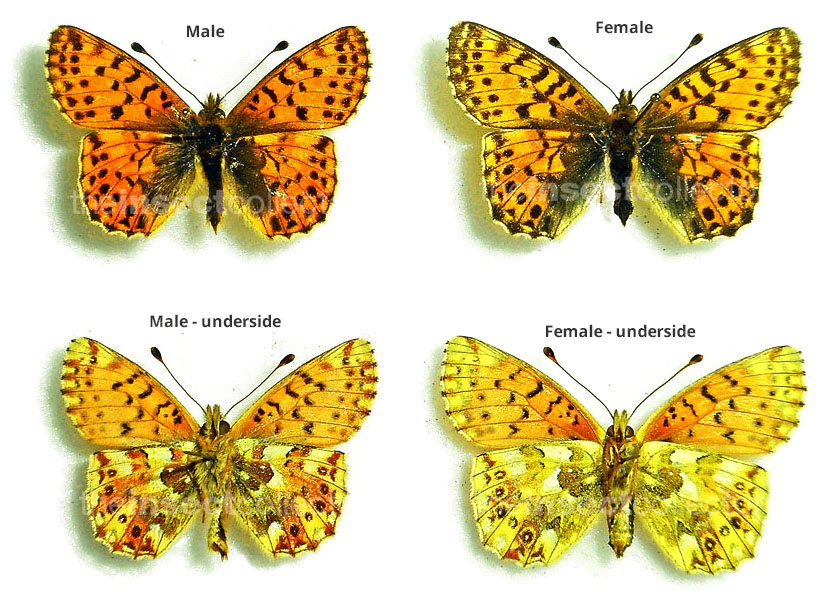 Boloria graeca