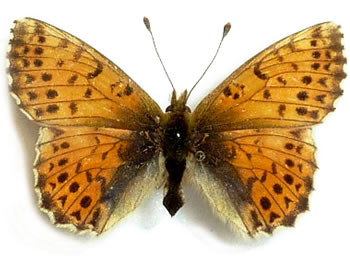 Boloria graeca