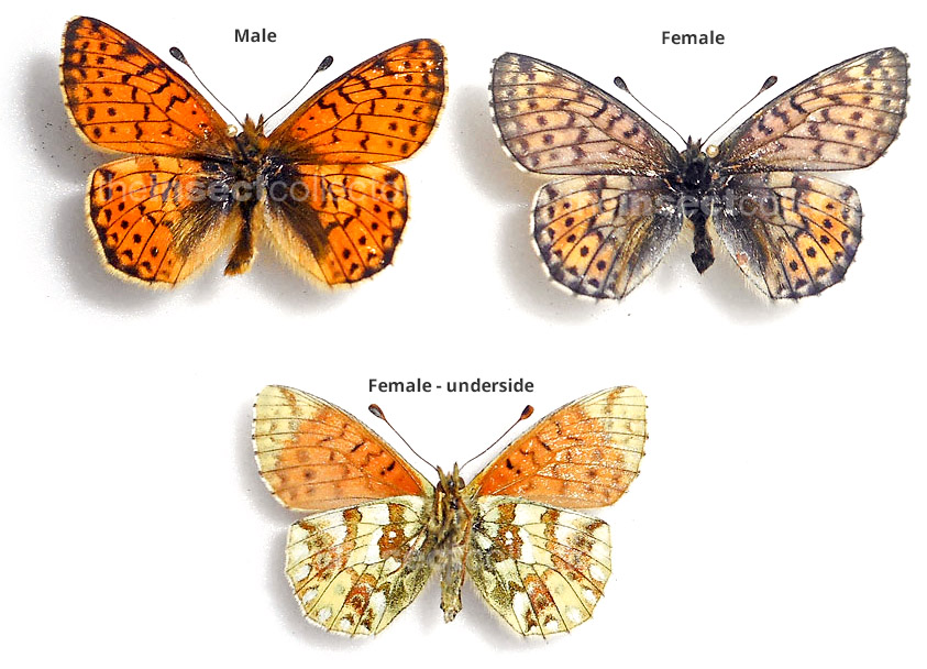 Boloria napaea