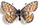 Boloria napaea