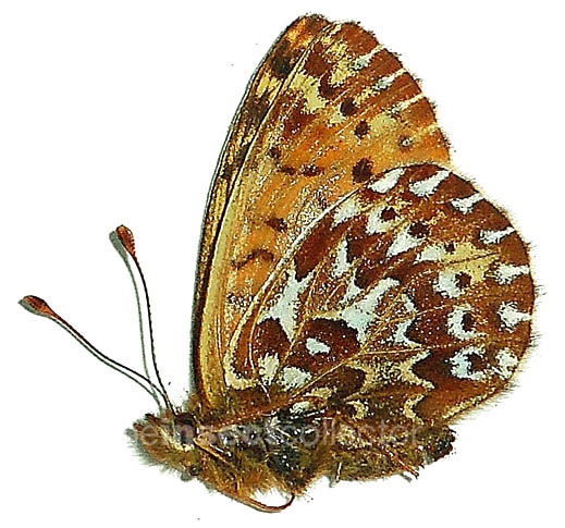 Boloria (Clossiana) polaris