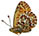 Boloria (Clossiana) polaris