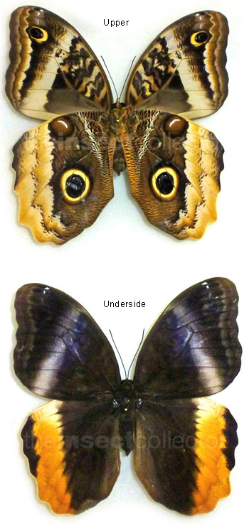 Caligo atreus