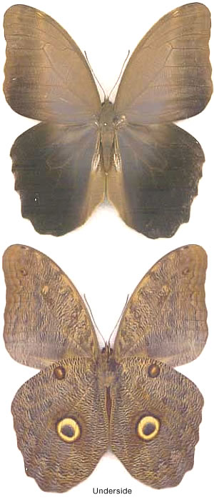 Caligo brasiliensis 