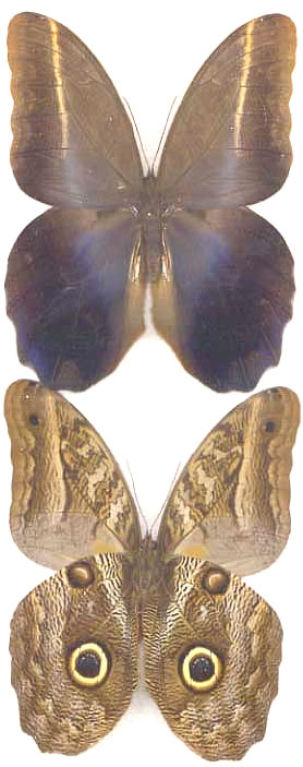 Caligo idomeneus 