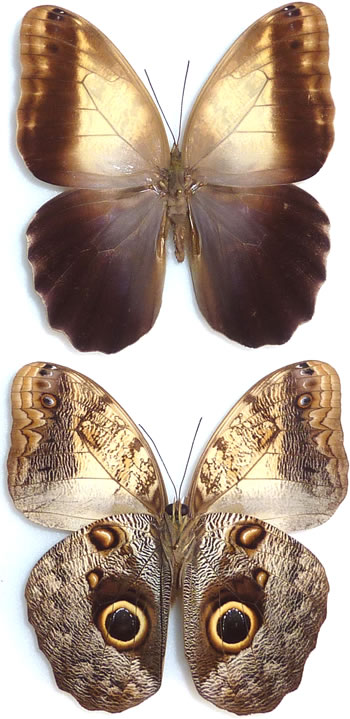 Caligo telamonius 