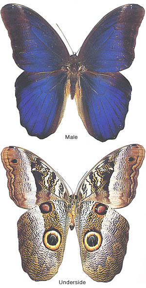 Caligo suzanna