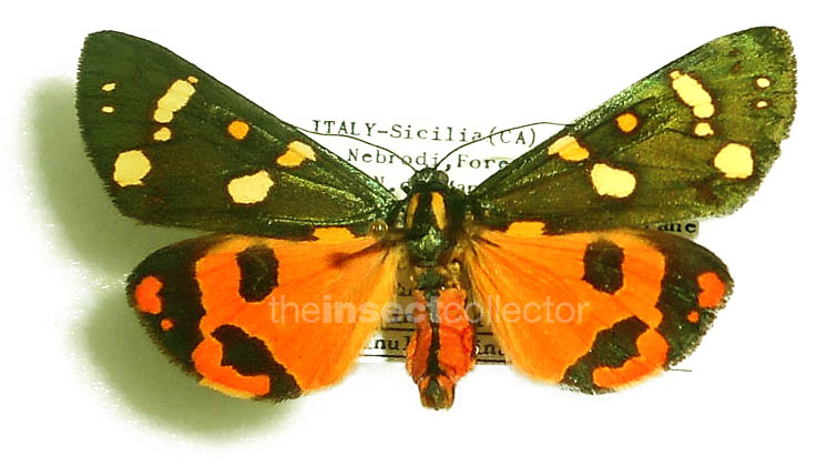 Callimorpha (dominula) trinacriae 