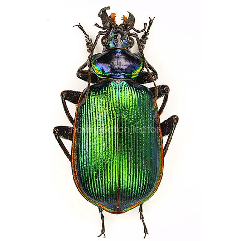 Calosoma scrutator 