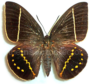 Castnia (Amauta) cacica 