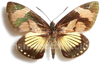 Castnia (Imara) satrapes 