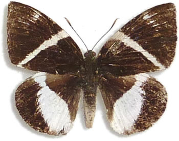 Castnia (Castniomera) atymnius 