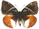Castnia (Castniomera) atymnius 