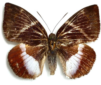 Castnia (Castniomera) atymnius 