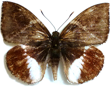 Castnia (Castniomera) atymnius 