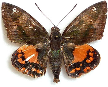 Hista (Castnia) boisduvali