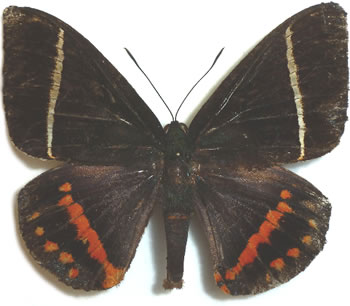 Castnia (Amauta) cacica 