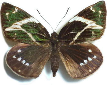 Castnia (Geyeria) decussata 