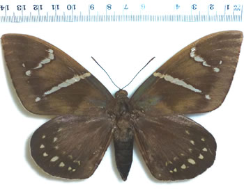 Castnia (Eupalamides) guyanensis