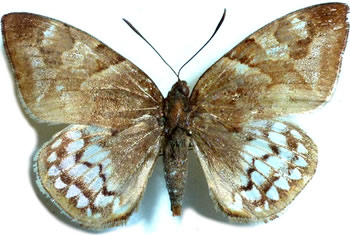 Castnia (Synpalamides) mygdon 