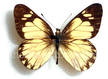 Catasticta eurigania 