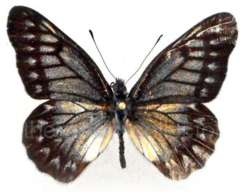 Catasticata ludovici