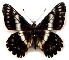 Catasticta teutilia