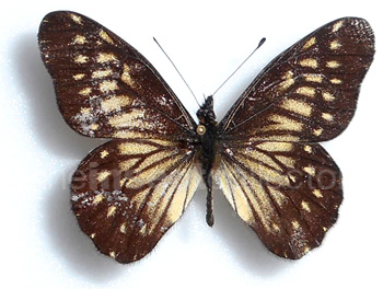 Catasticta reducta