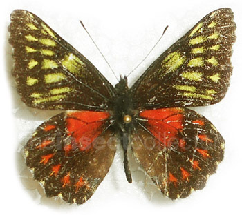 Catasticta tricolor 