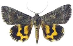 Catocala chelidonia