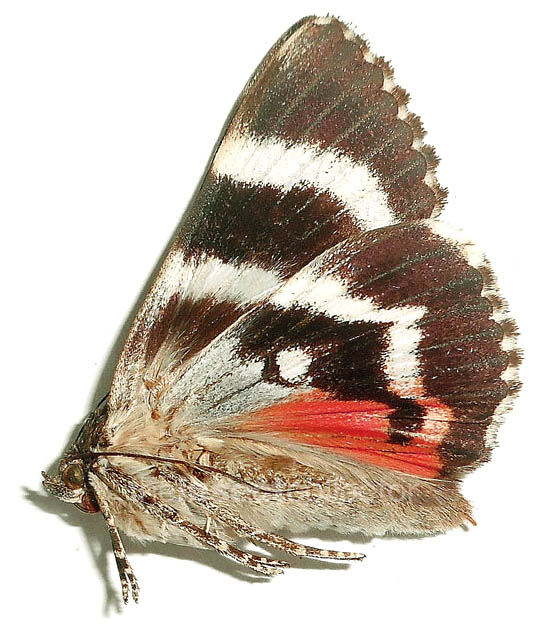 Catocala dula