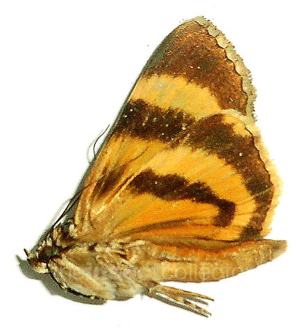 Catocala duplicata